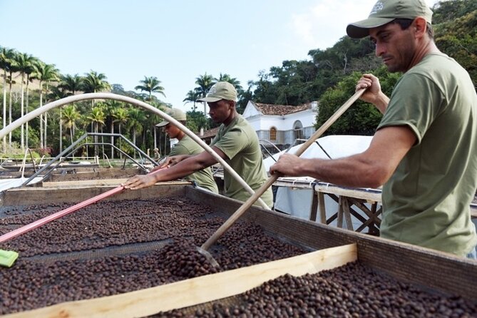 Cultivo en Brasil